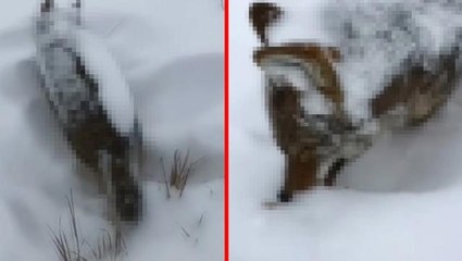 Soğuğuyla meşhur ilimizde hayrete düşüren görüntü! Kurt, ayakta donup kaldı