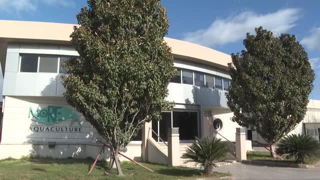 Türk su ürünleri sektörü, geçen yıl 1,4 milyar dolarlık ihracat yaptı