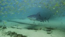 Le requin-bouledogue, terreur des mers et de l'eau douce