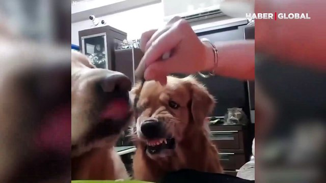 Arkadaşını kıskanan sevimli köpeğin yüz ifadesi izleyenleri gülümsetti