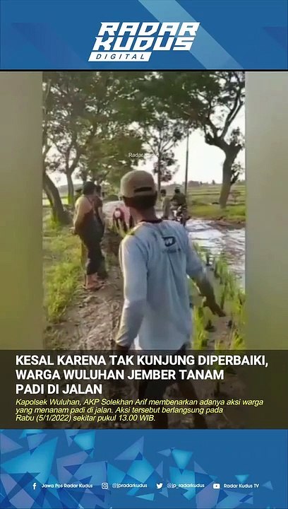 Virall!! Warga wuluhan jember tanam padi di jalan!!