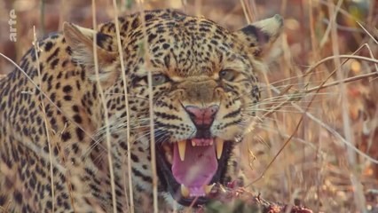 Olimba, la reine des léopards