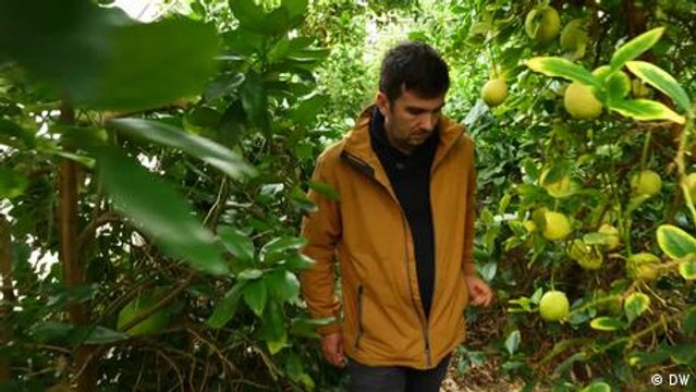 Francia: el milagro de los cítricos