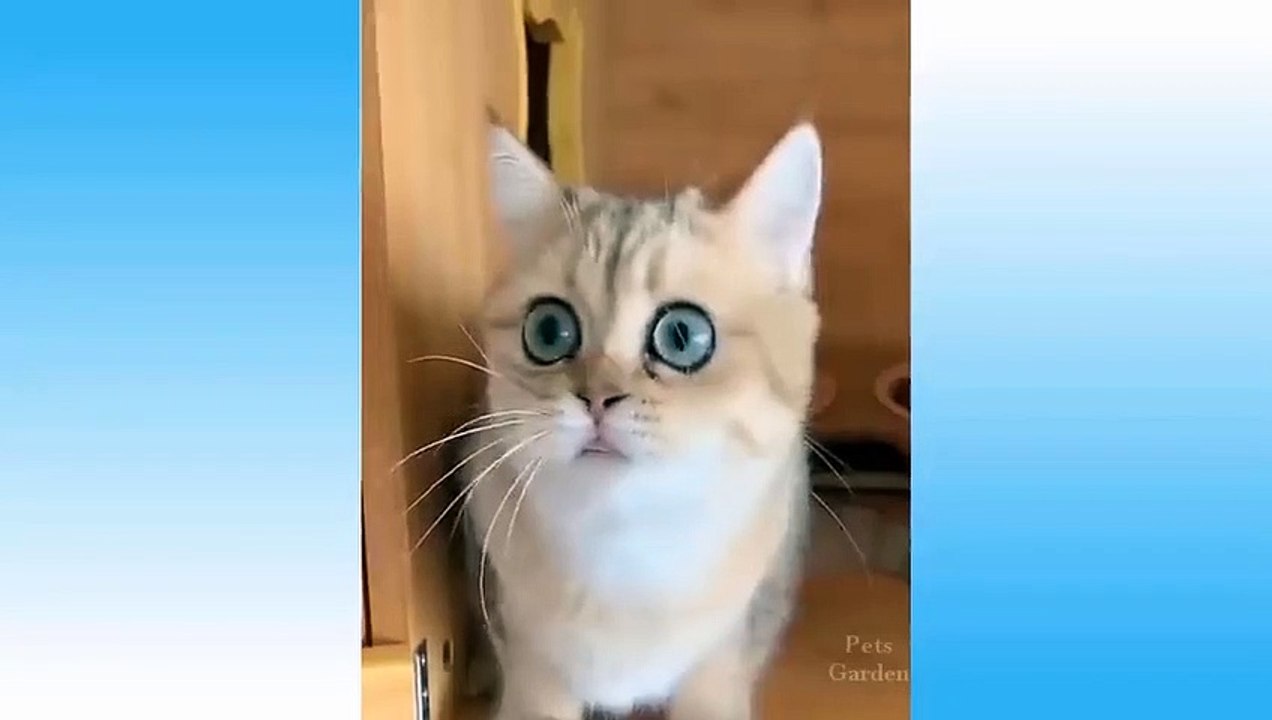 Cute Animals