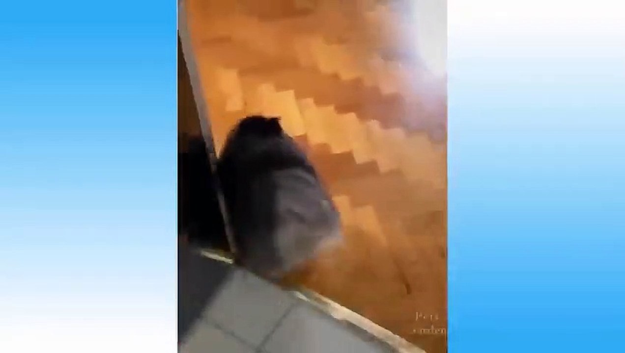 #3 , Cute Animals