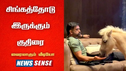 தல "Dhoni"-யுடன் விளையாடும் குதிரை | அன்பு தானே எல்லாம் | கட்டிபிடி வைத்தியம் தந்த நாய் | NewsSense