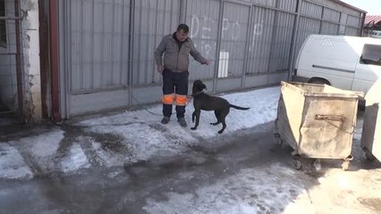 Sanayi sitesinde başıboş gezen yasaklı ırk köpek barınağa götürüldü