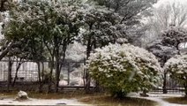 First snow of 2022 turns Tokyo into winter wonderland