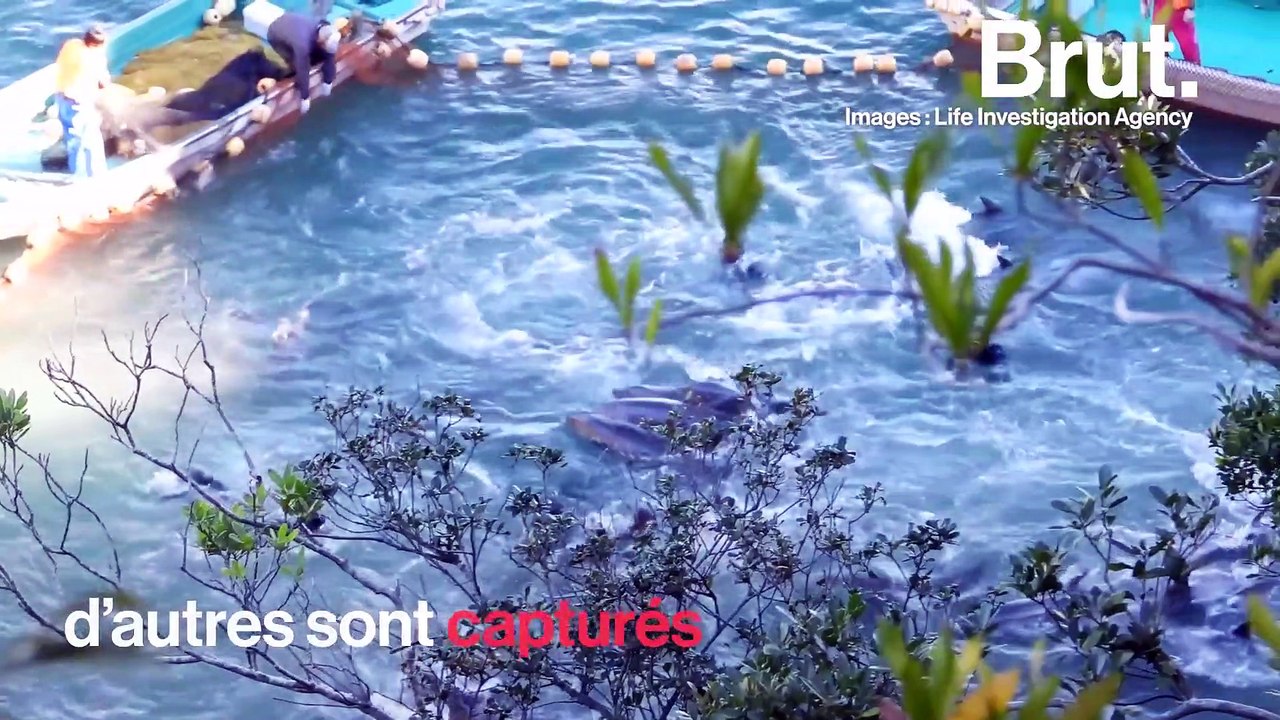 Au Japon, des centaines de dauphins entassés dans des enclos