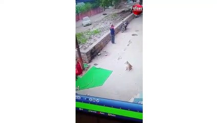 लाठियों से पीट, पीटकर श्वान की हत्या