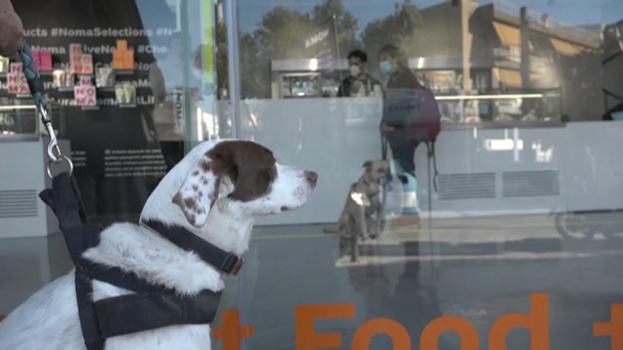 Schlemmerwelt für Hunde in Athen