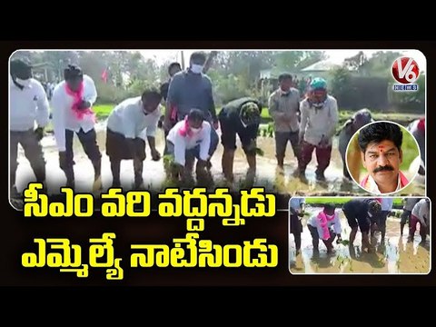 వరి నాటు వేసిన టీఆర్ఎస్ ఎమ్మెల్యే _ TRS MLA Shankar Naik _ V6 News