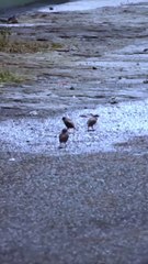 TIGA BURUNG KECIL｜THREE LITTLE BIRDS