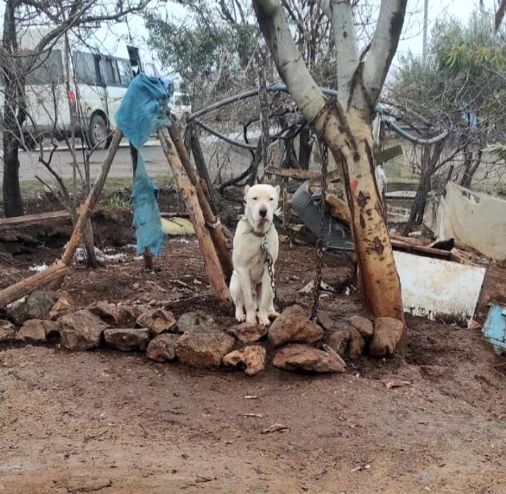 Kahramanmaraş'ta pitbull köpeğin sahibine para cezası