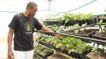 Kenya: Smart greenhouses save water and space