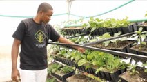 Kenya: Smart greenhouses save water and space
