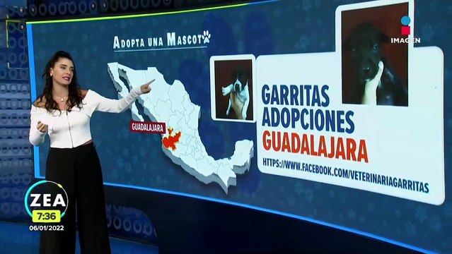 ¿Dónde adoptar una mascota? Aquí algunas opciones