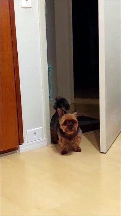 Petit chien en colère vs porte