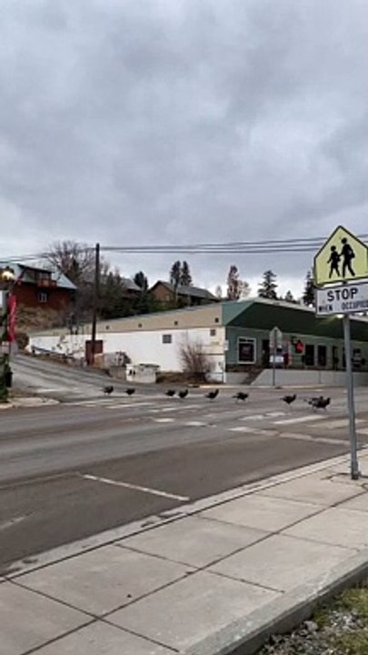 Rafter of Turkeys Use Crosswalk in Eureka, Montana