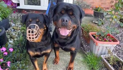 Morning Routine With Our Rottweilers