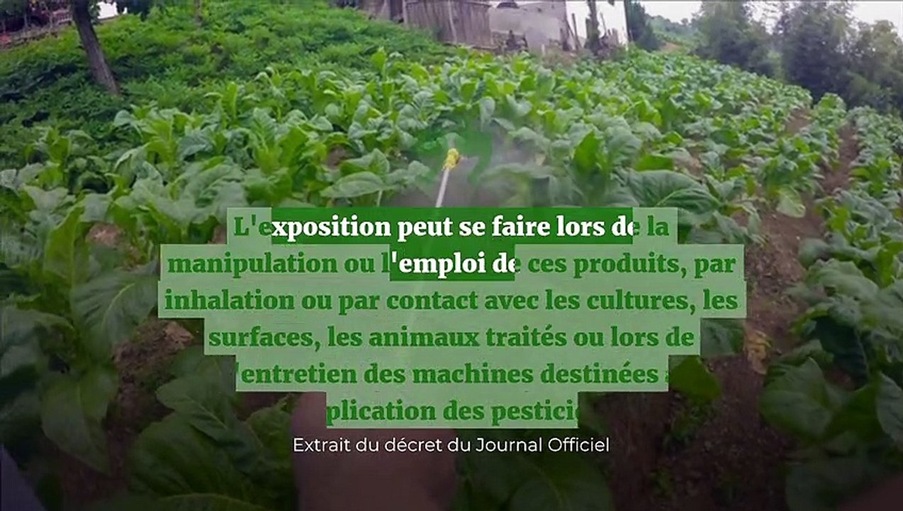 L'exposition au chlordécone lié au cancer de la prostate