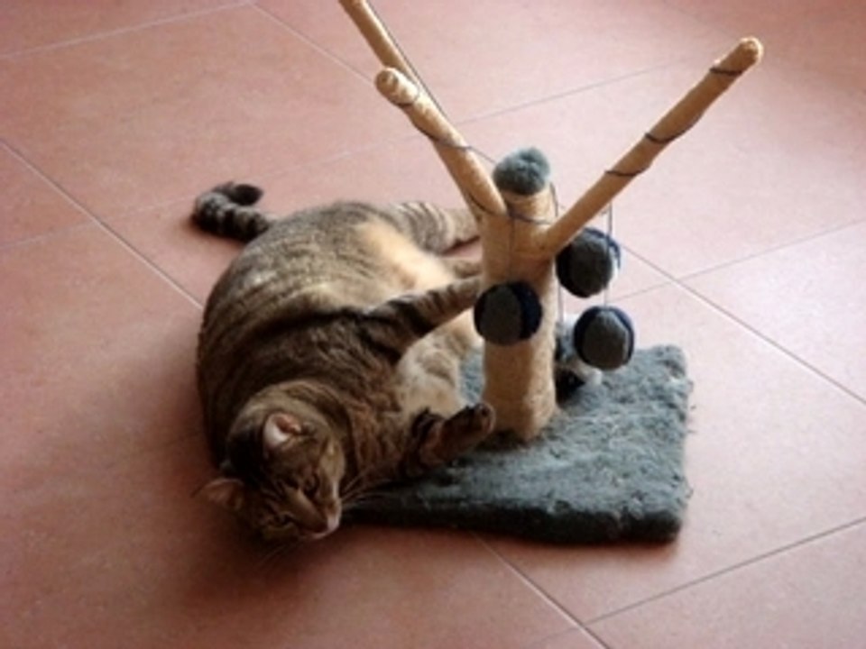 Délires sur l'arbre à chats-1