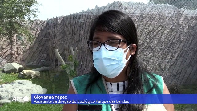 Filhotes de leão branco encantam Lima