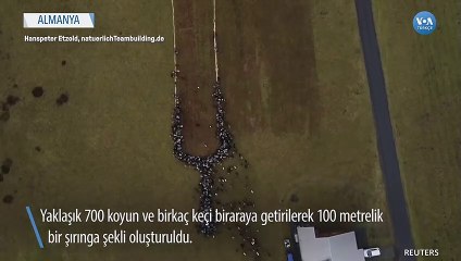 Koyunlardan Corona Virüsü Aşısı Mesajı