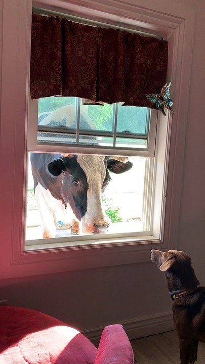 Curious Cow Peeks Through Window