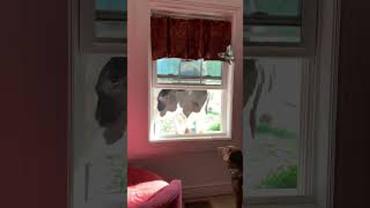 Curious Cow Peeks Through Window