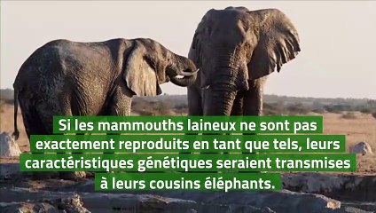 Une start-up veut ressusciter le mammouth laineux d'ici 2027