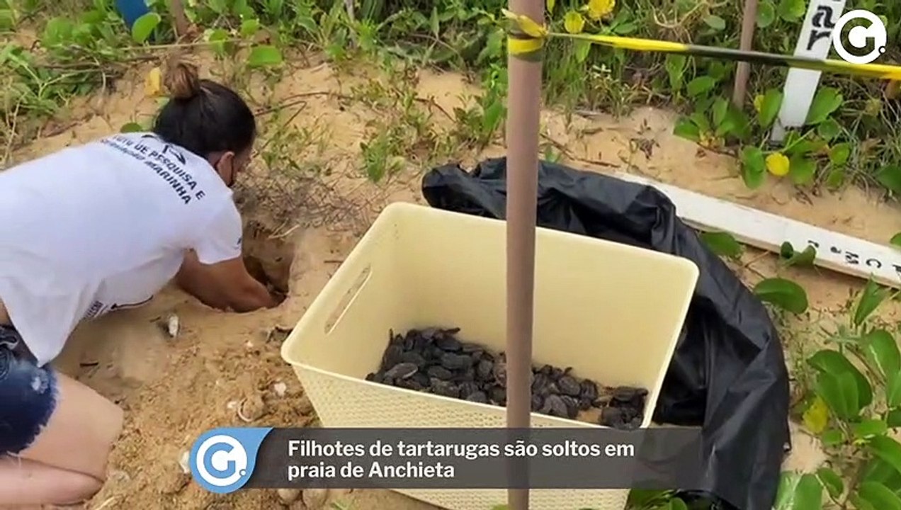 Filhotes de tartarugas são soltos em praia de Anchieta