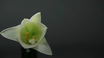 Everything You Need To Know About the Easter Lily