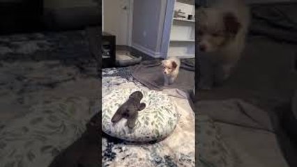 Oliver the Puppy Aussie Pounces on Toy