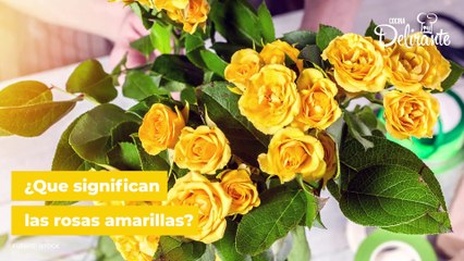 ¿Qué significado tienen las rosas amarillas? | Cocina Delirante