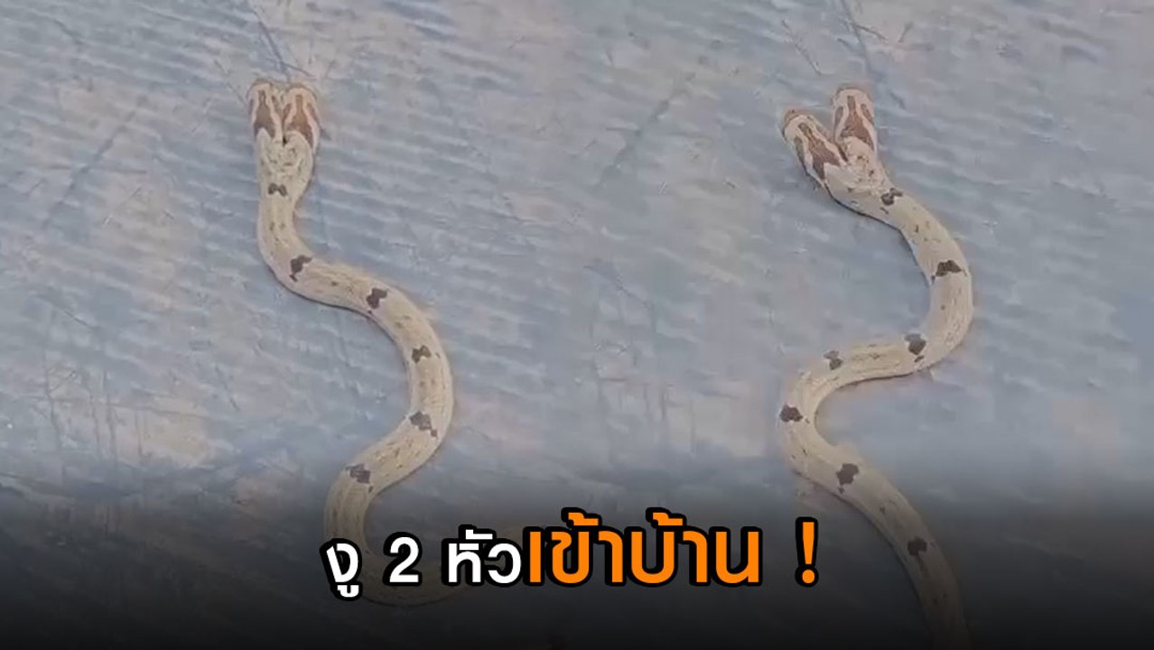 ฮือฮา ! งู 2 หัวเลื้อยเข้าบ้าน ชาวบ้านไม่พลาดขอหวย แต่จับได้ไม่นานก็ตาย