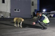 Ankara'da EGO şoförlüğü yapan Demir, topladığı yemeklerle 150 köpeğe bakıyor