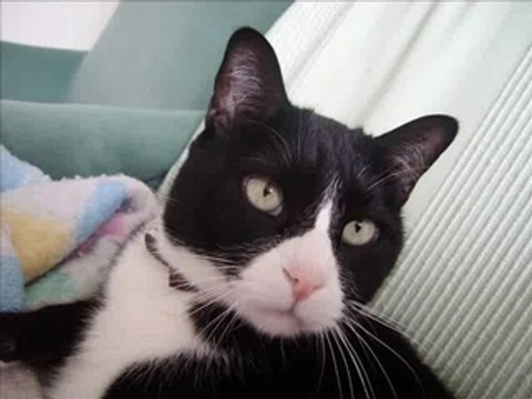 Youcef Abdjaoui rebaghed yiwen ufrux