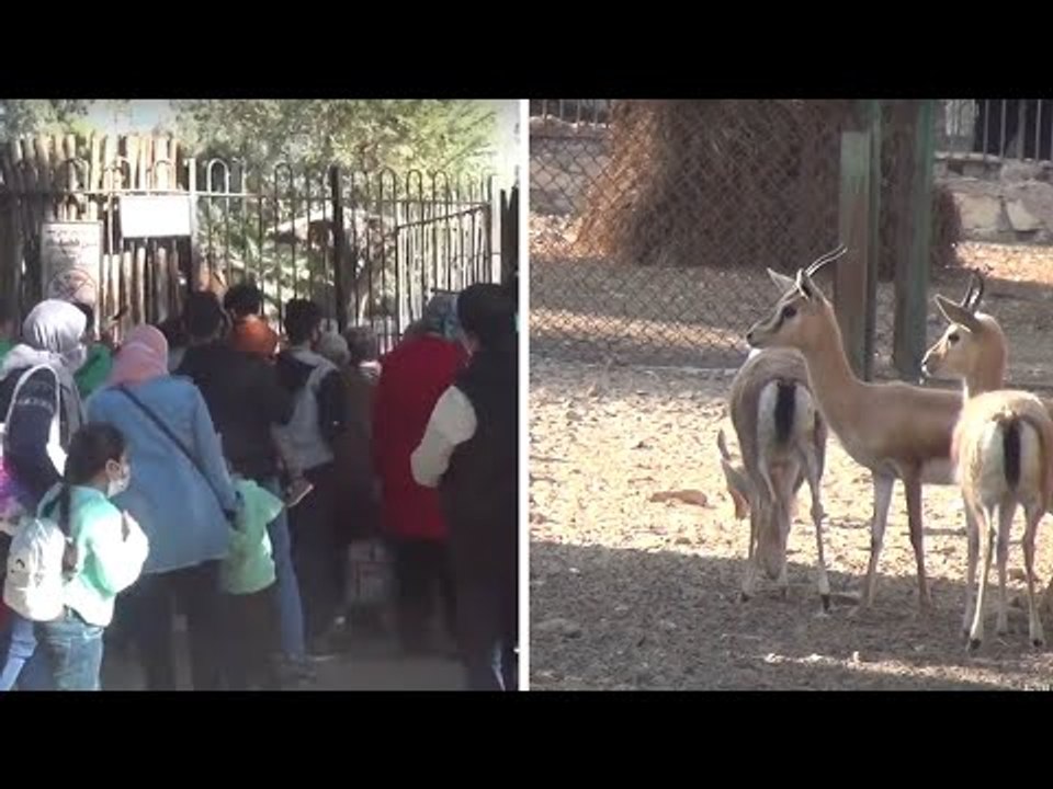 حيوانات وحيدة بدون زوار في حديقة الحيوان رغم الزحام