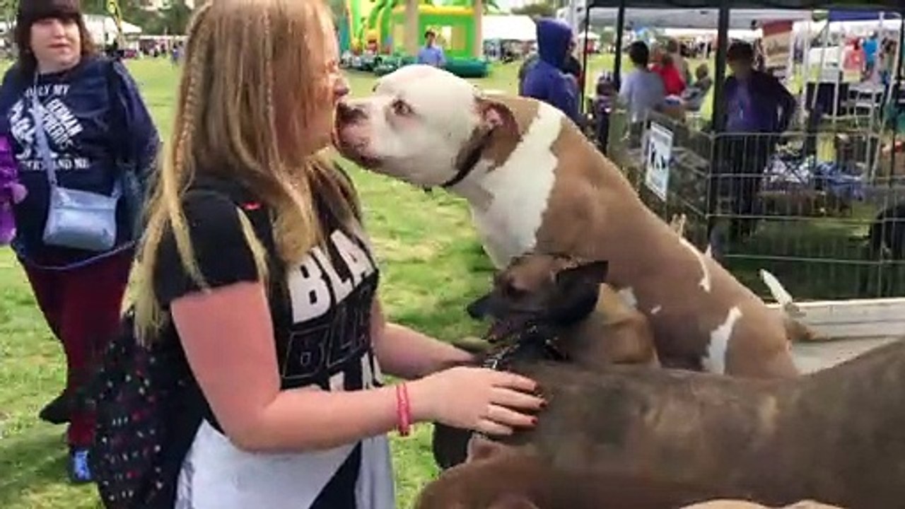 Pitbull Kissing Booth 2022
