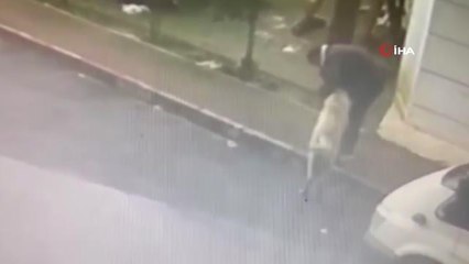 Sahipli köpeği kamyonetle çaldılar