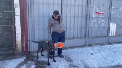 ESNAFIN YAKALADIĞI PİTBULL BARINAĞA GÖTÜRÜLDÜ