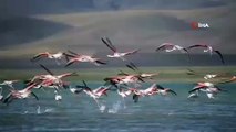 Çelebibağ Flamingo Alanı, 'kesin korunacak hassas alan' ilan edildi