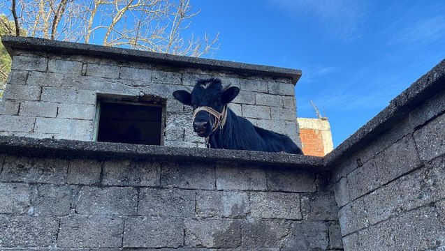 Yaramaz tosun yine durmadı