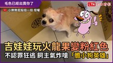 吉娃娃玩火龍果變粉紅色 不認罪狂逃 飼主氣炸嗆「膽小狗英雄」