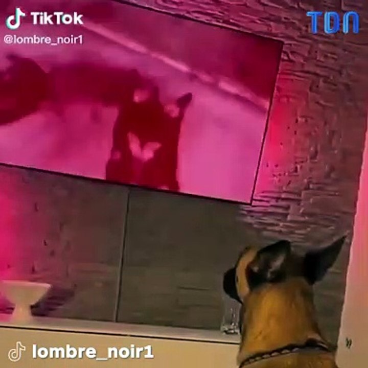 Un chien regarde un chien se faire tuer dans un jeu vidéo