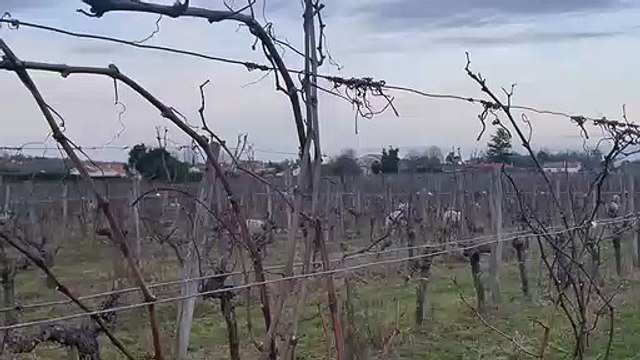 Les brebis gambadent dans les vignes de Cadillac.