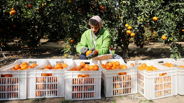 موسم جني ثمار البرتقال في مصر