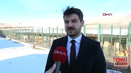 Yasaklı köpek ırklarını sahipleri terk ediyor