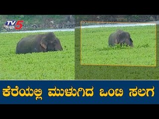 ನಗರಕ್ಕೆ ಬಂದು ಕೆರೆಯಲ್ಲಿ ಮುಳುಗಿದ ಒಂಟಿ ಸಲಗ | Elephant In Hunasikere Lake | hassan | TV5 Kannada